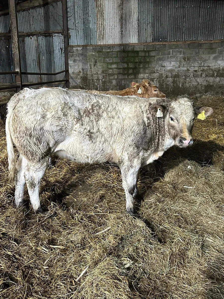 2 Roan CHX Heifers - Image 1