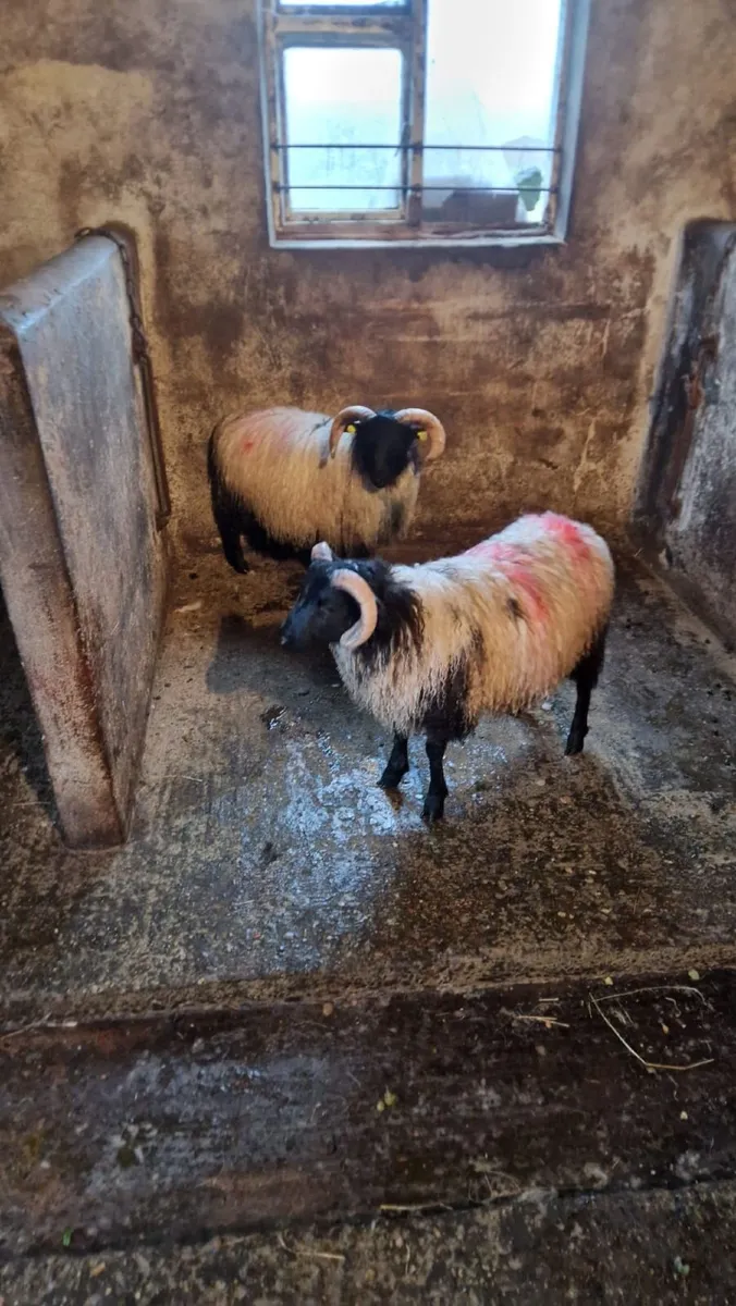 Rams - Image 4