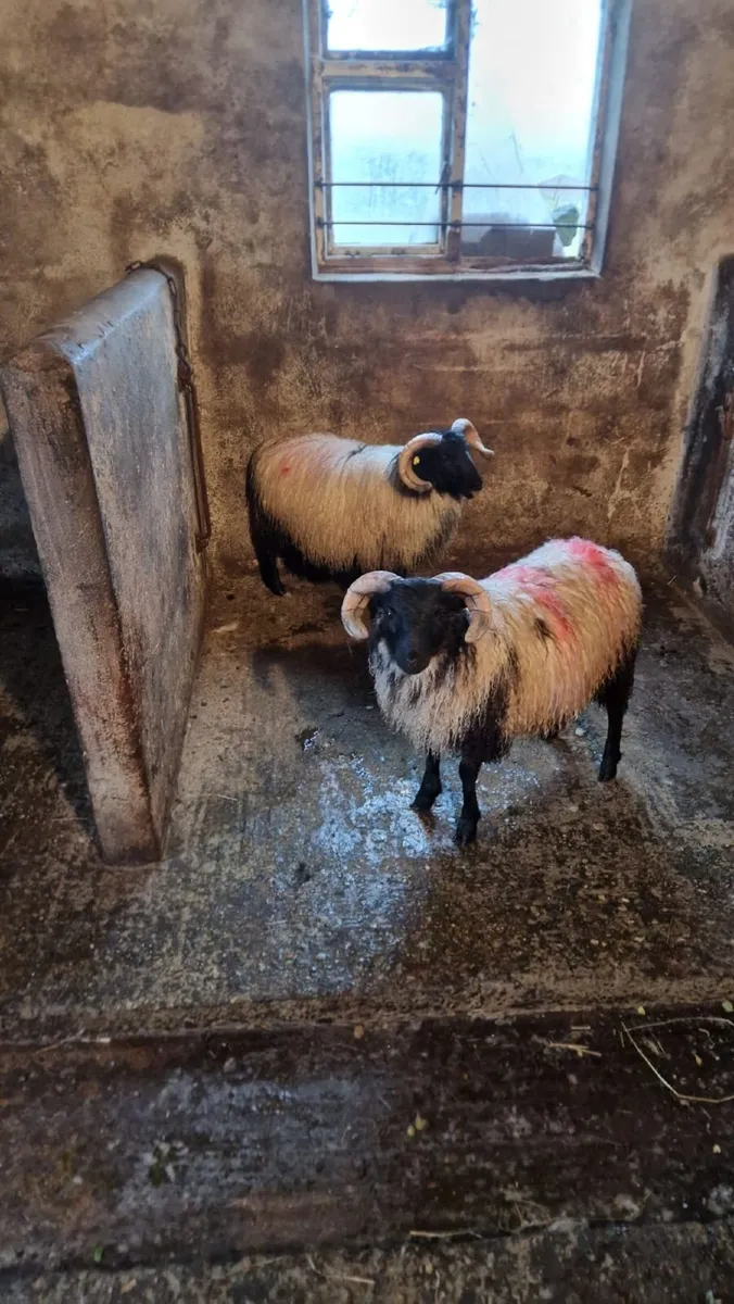 Rams - Image 1