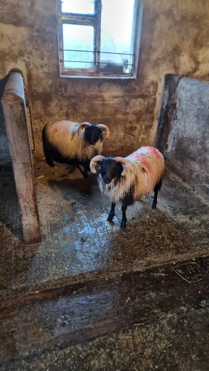 Rams - Image 3