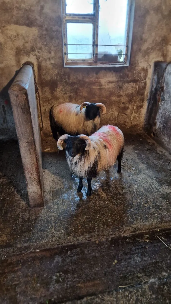 Rams - Image 2