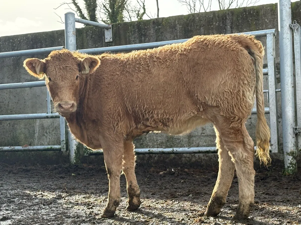 15 golden charlois suckler breed heifers - Image 4
