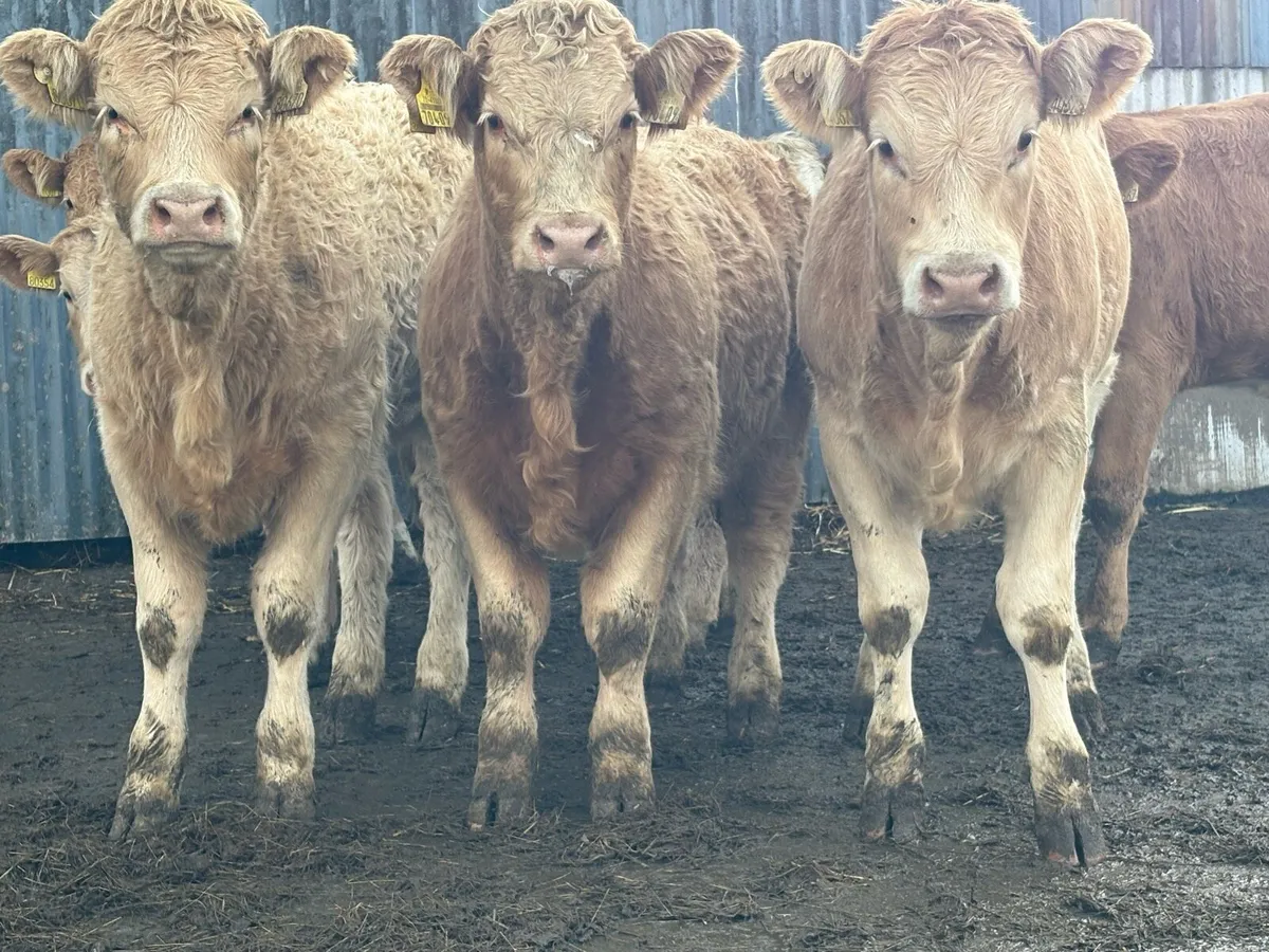15 golden charlois suckler breed heifers - Image 1
