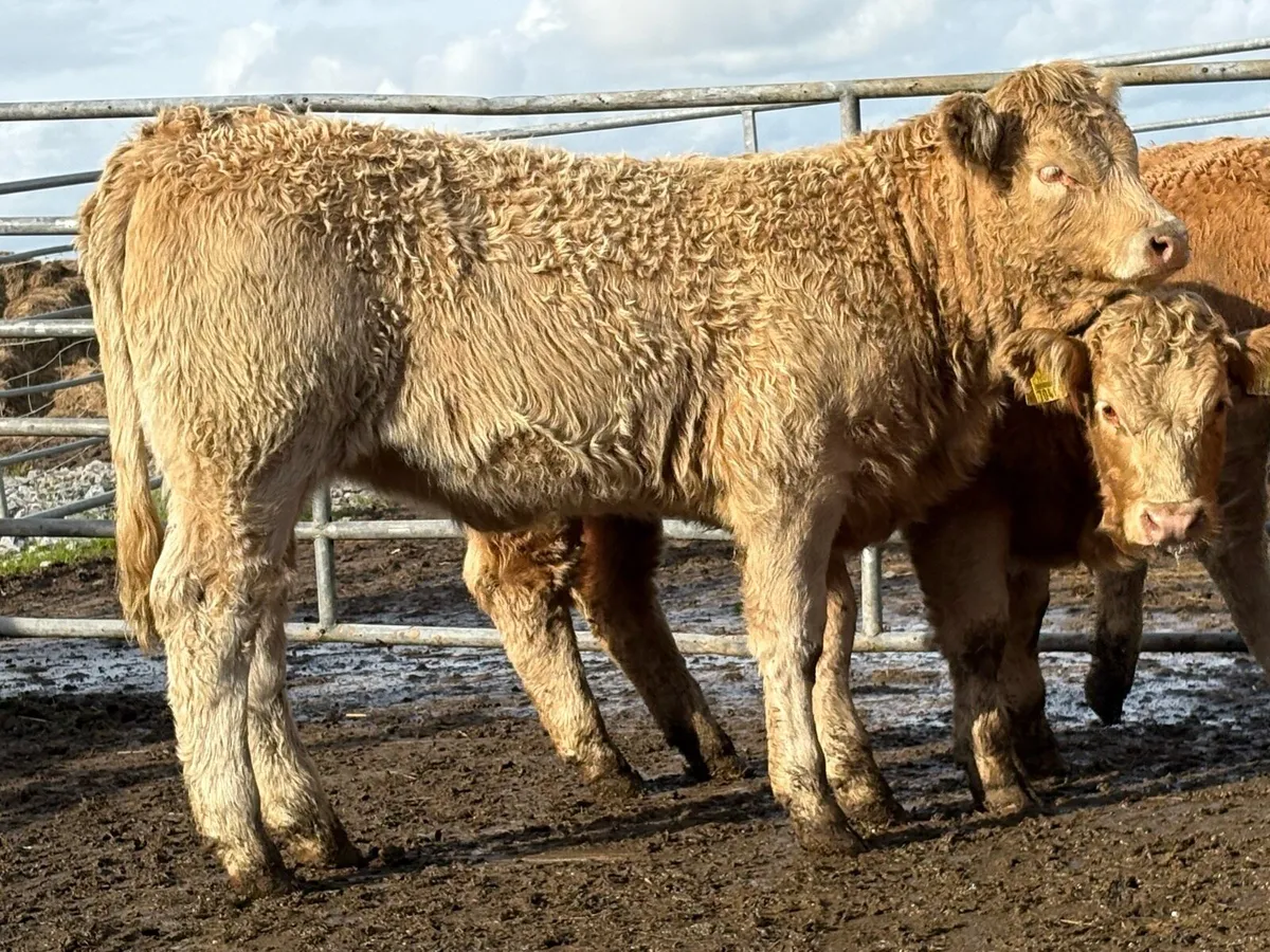 15 golden charlois suckler breed heifers - Image 2