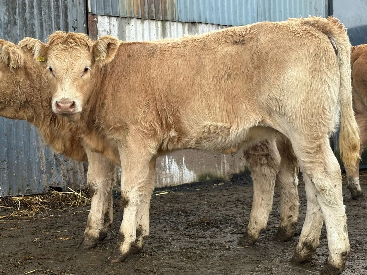 15 golden charlois suckler breed heifers - Image 3