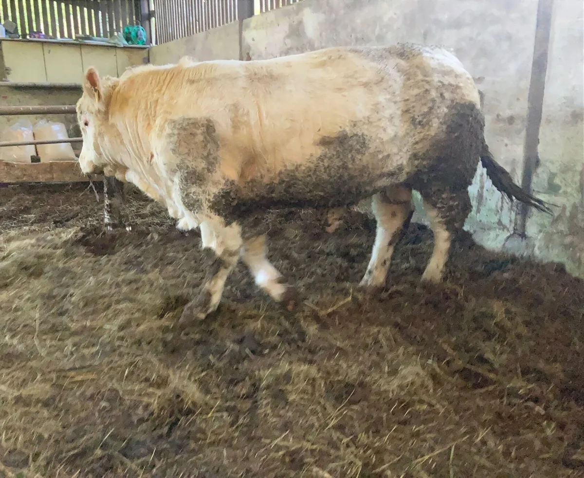 Jupiter x Pirate bull - Image 1