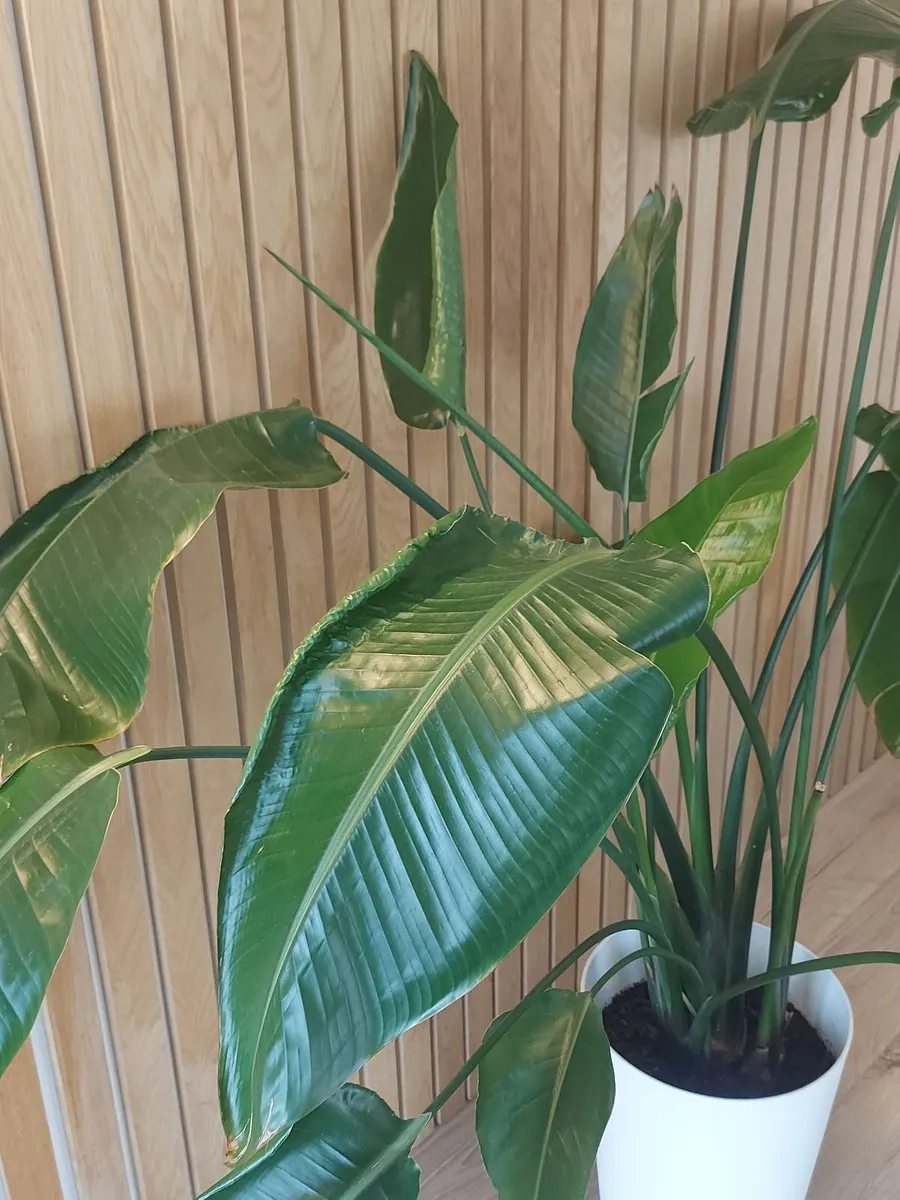 Houseplant - Image 2