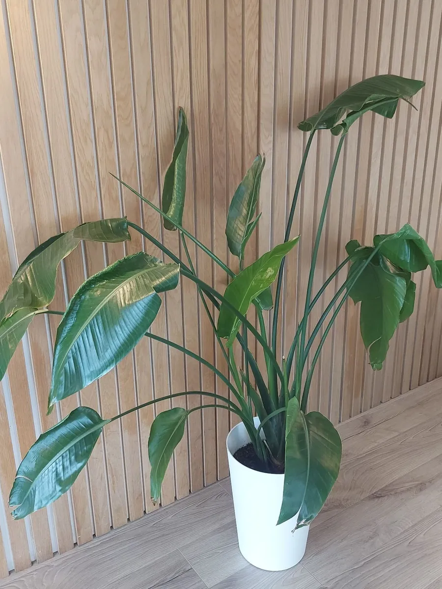 Houseplant - Image 1