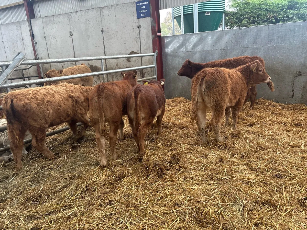 6 suckler bred limosin heifers - Image 1
