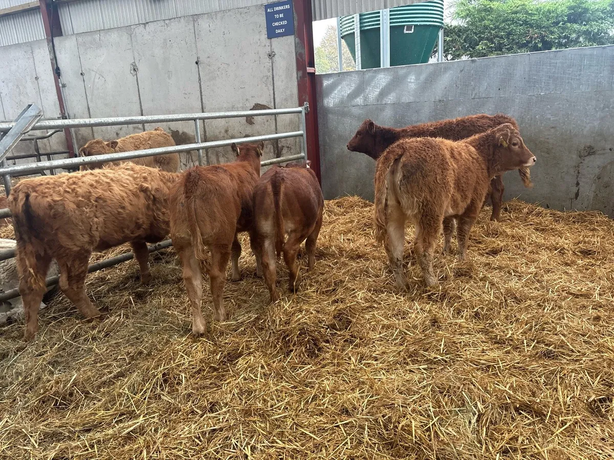 6 suckler bred limosin heifers - Image 2