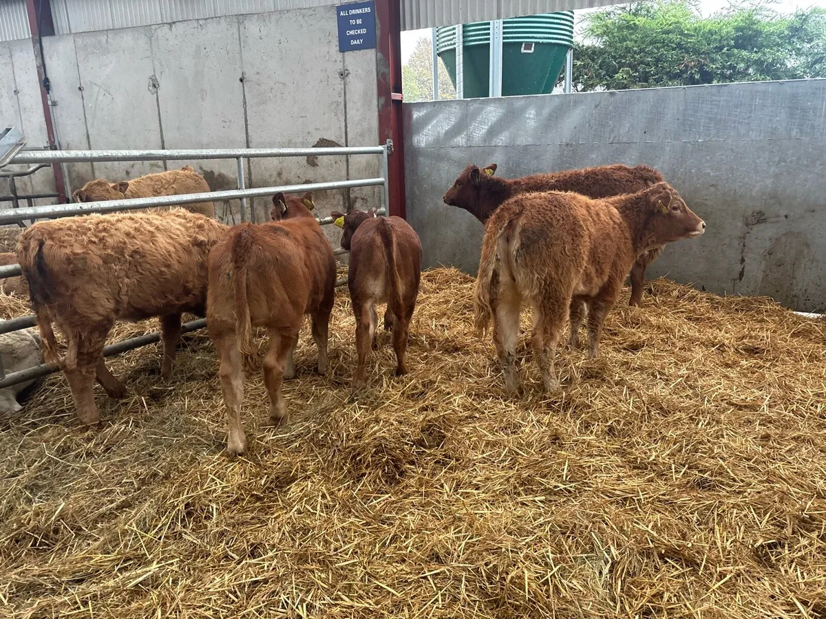 6 suckler bred limosin heifers - Image 3