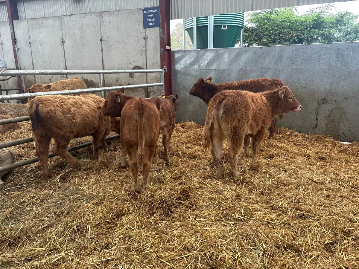 6 suckler bred limosin heifers - Image 4
