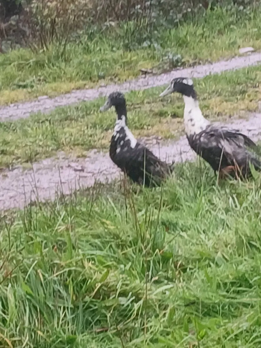 Swedish drakes - Image 1