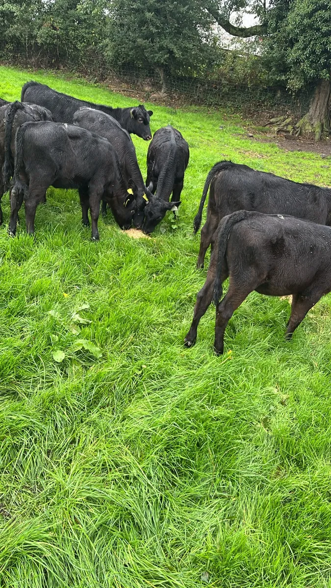 Angus heifers - Image 1