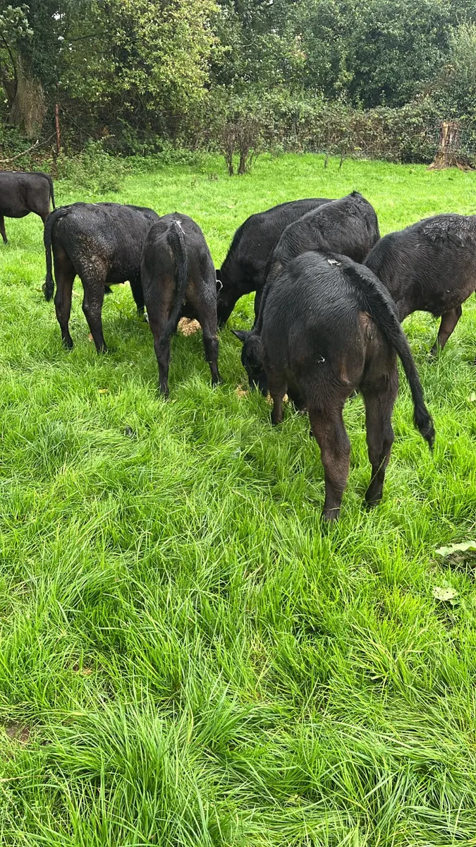 Angus heifers - Image 2