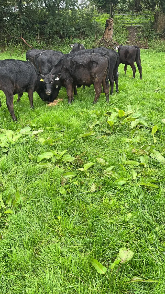 Angus heifers - Image 3