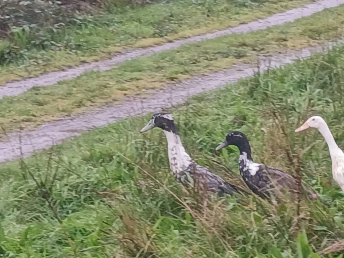 Swedish drakes - Image 2