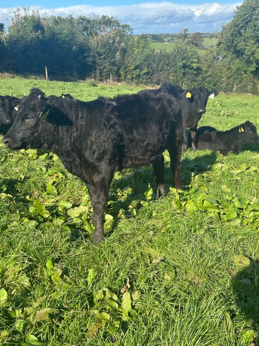 Angus weanlings - Image 1