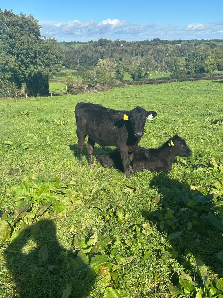 Angus weanlings - Image 2