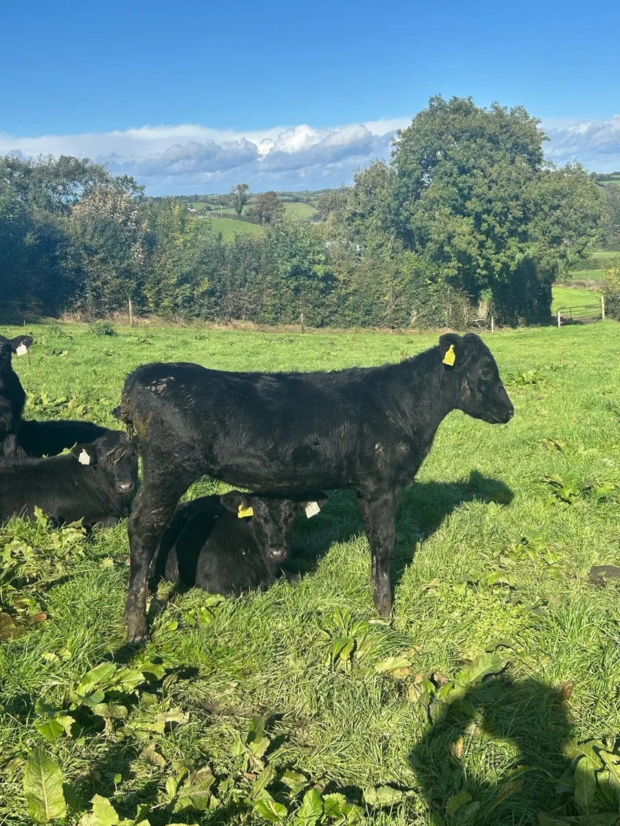 Angus weanlings - Image 3