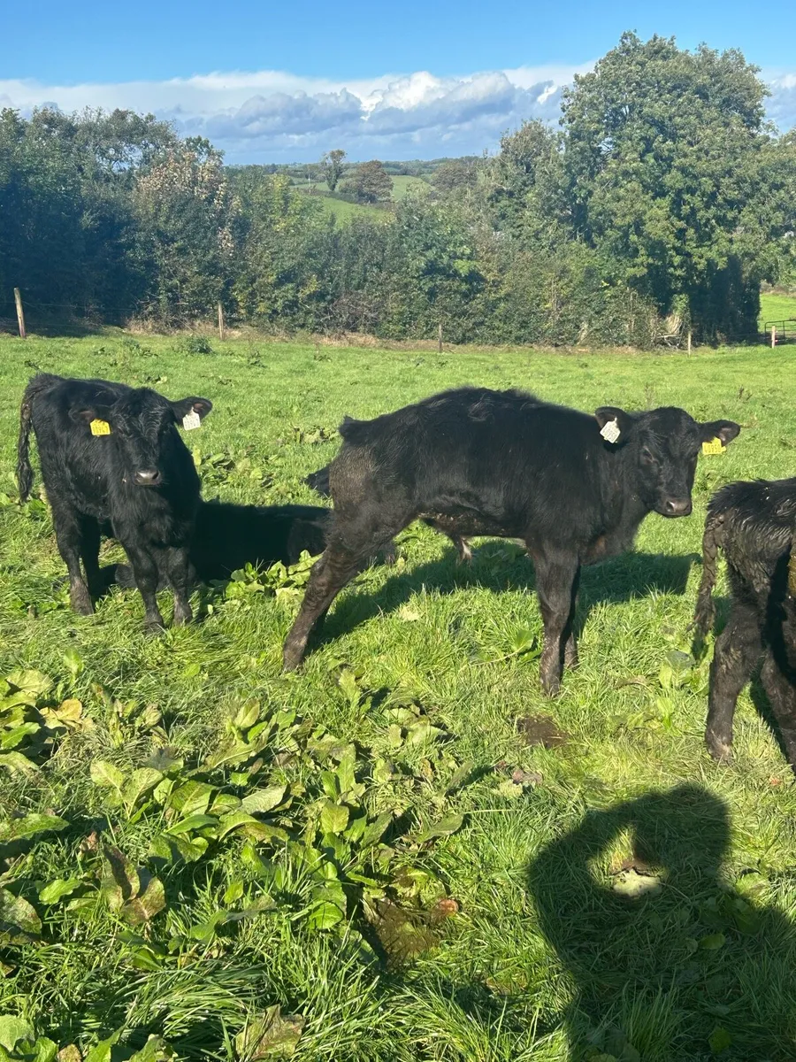 Angus weanlings - Image 4