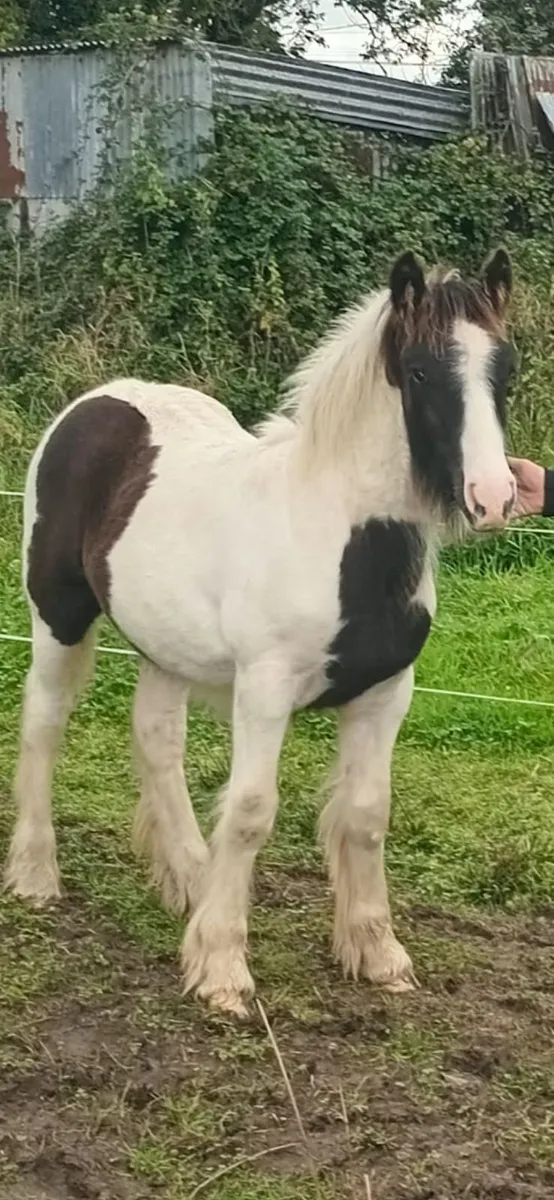 Horse - Image 1