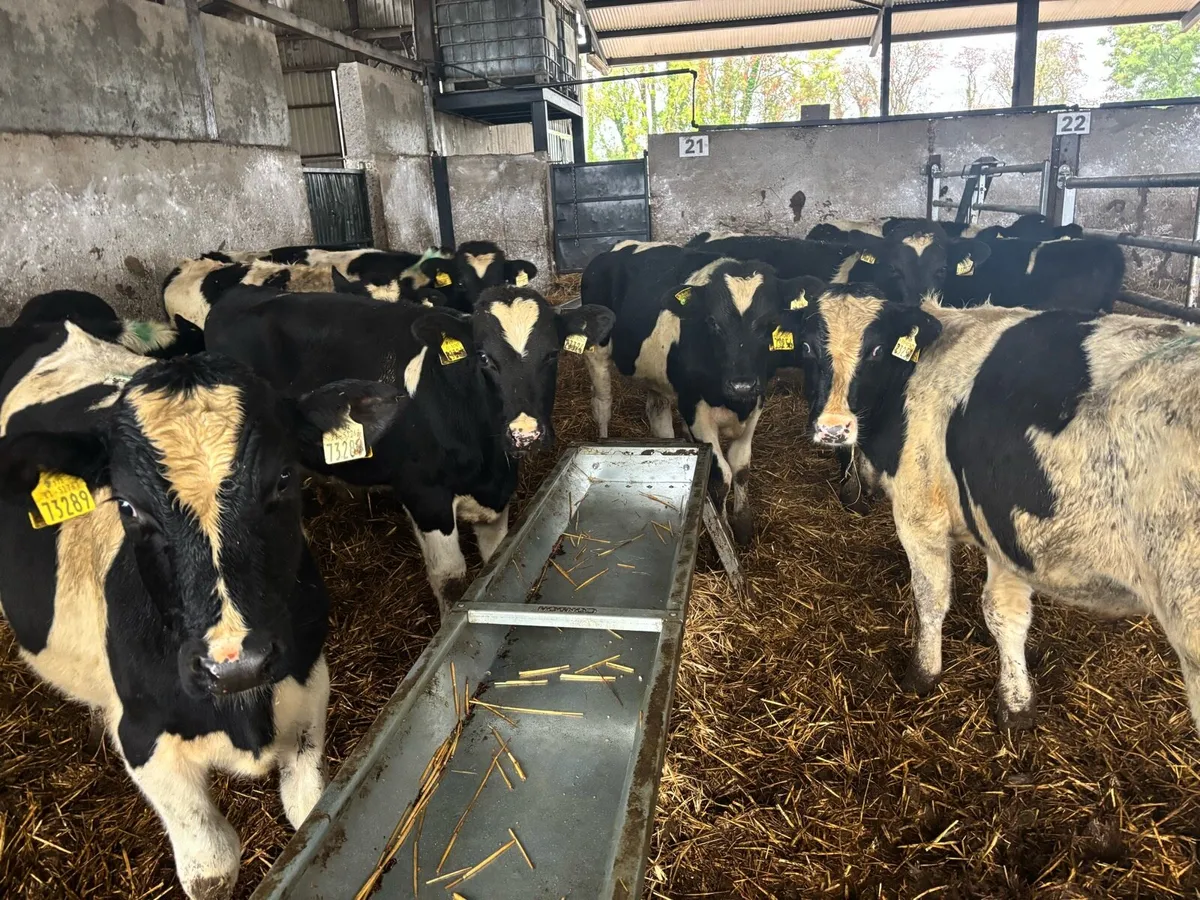 20 super British Frisian bull weanlings - Image 1