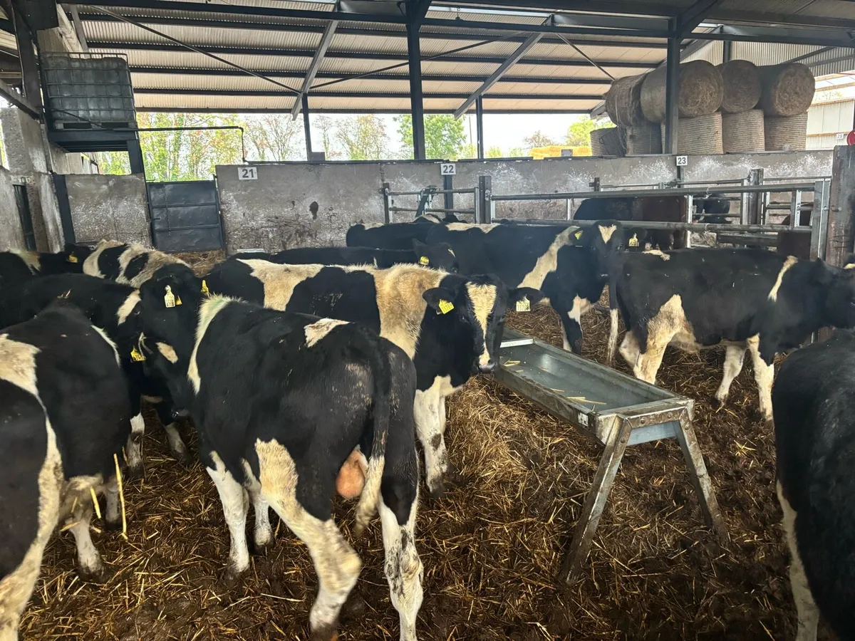 20 super British Frisian bull weanlings - Image 2