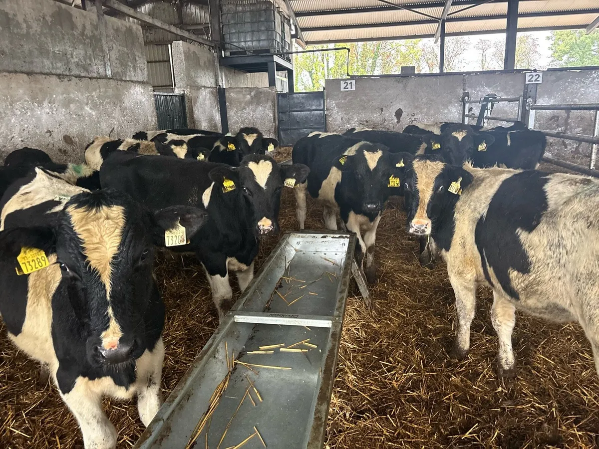 20 super British Frisian bull weanlings - Image 3