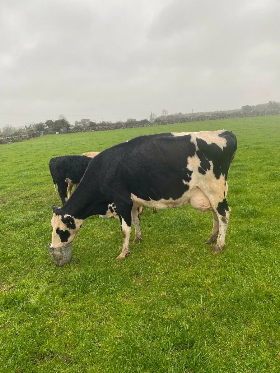 Cow to rear calves - Image 1