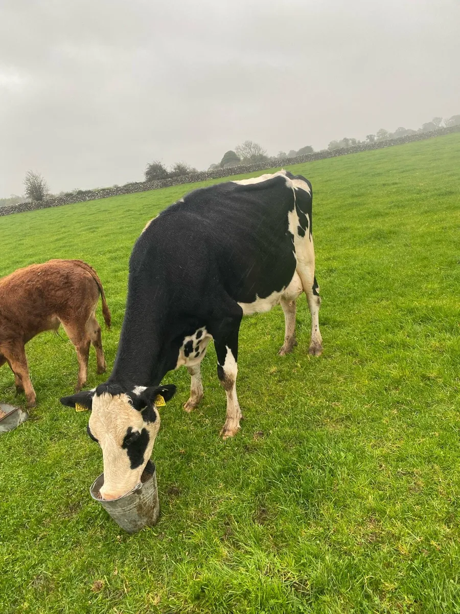 Cow to rear calves - Image 2