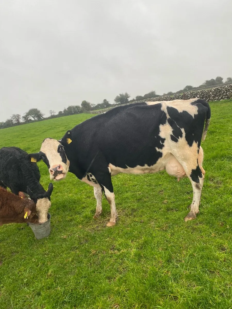 Cow to rear calves - Image 3