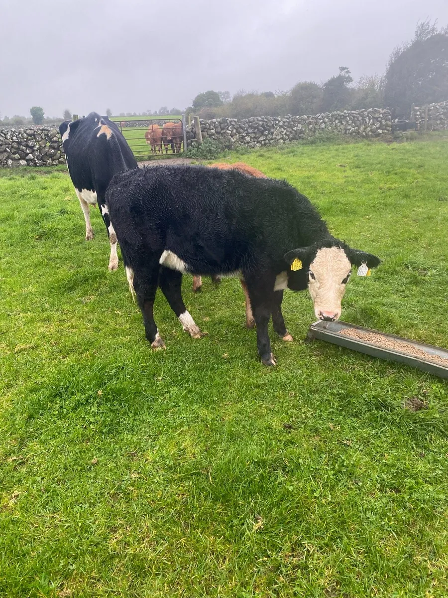 Cow to rear calves - Image 4