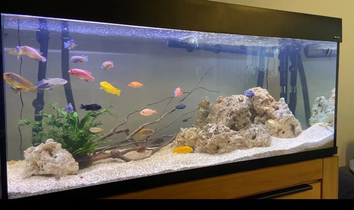 250L Fish Tank for Sale and excellent JBL Filter - Image 2