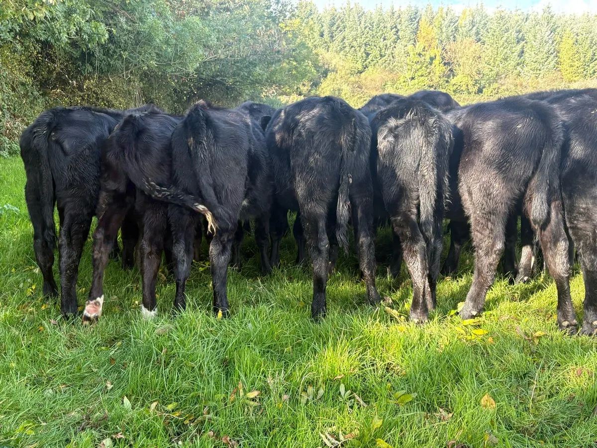 25 Angus heifers - Image 1