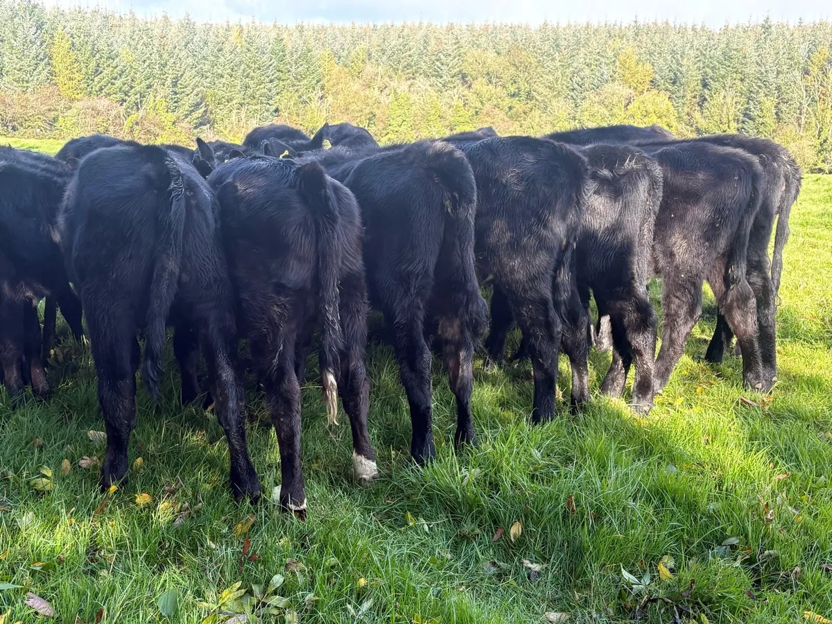 25 Angus heifers - Image 2