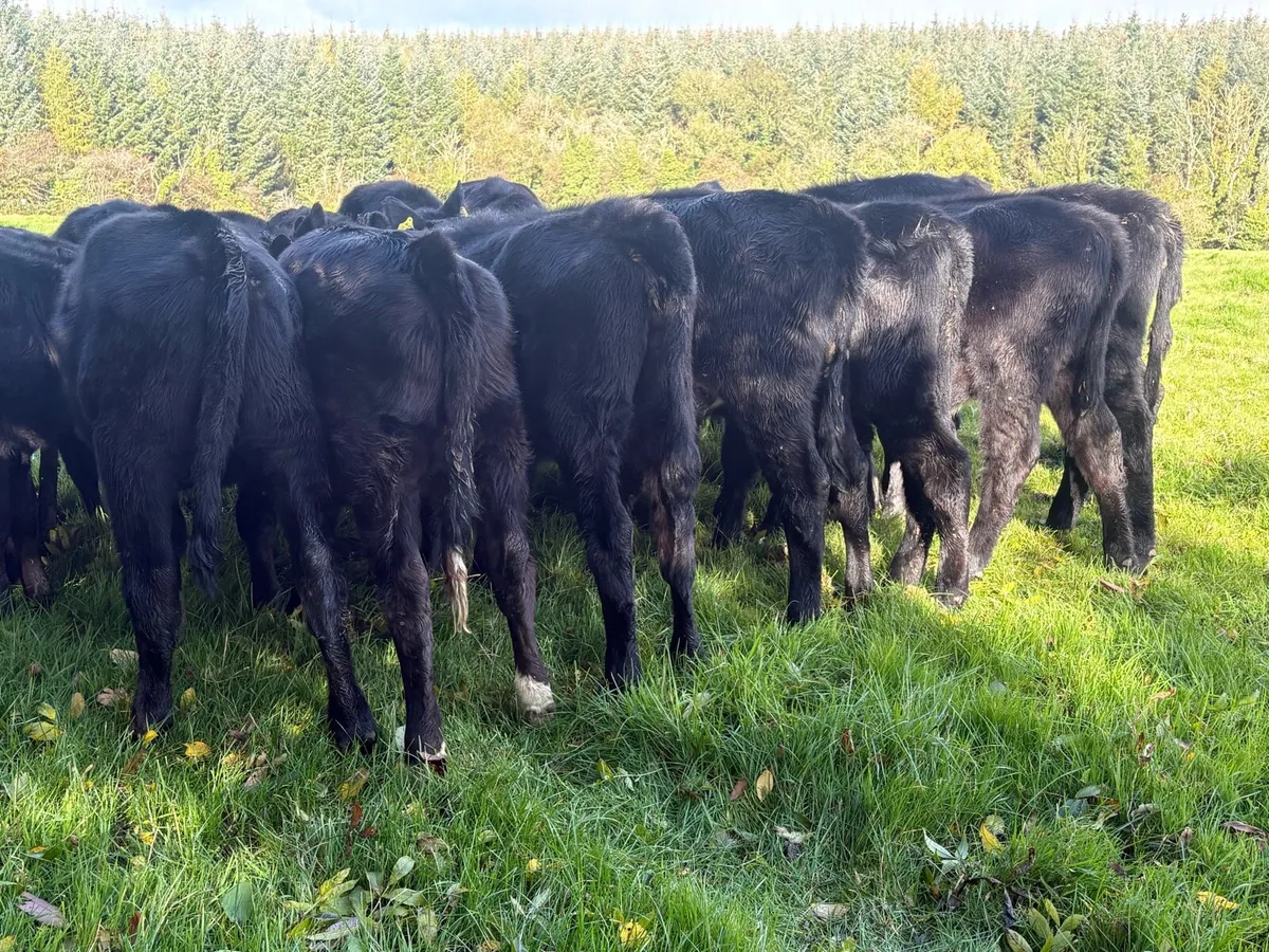 25 Angus heifers - Image 3