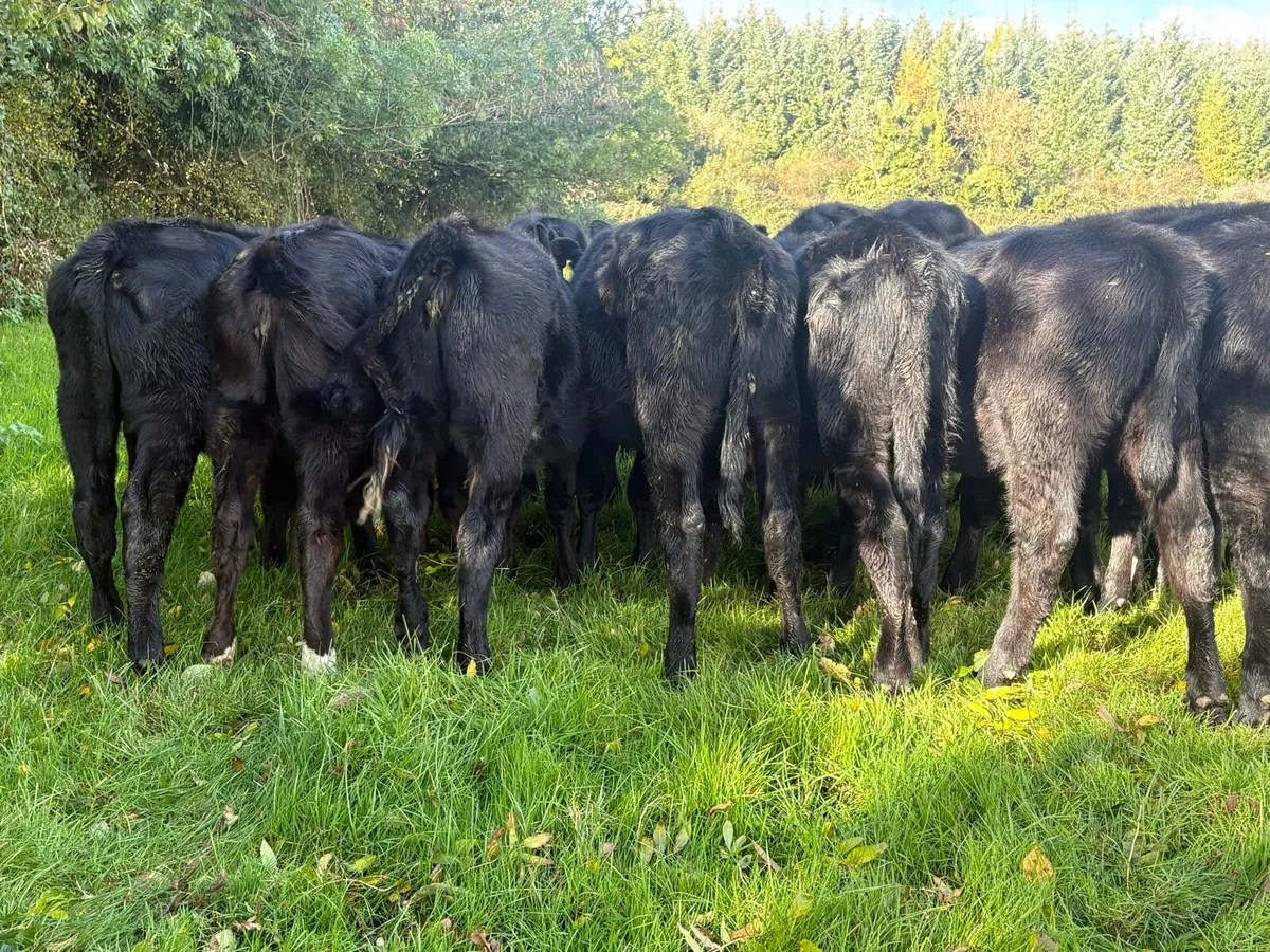 25 Angus heifers - Image 4