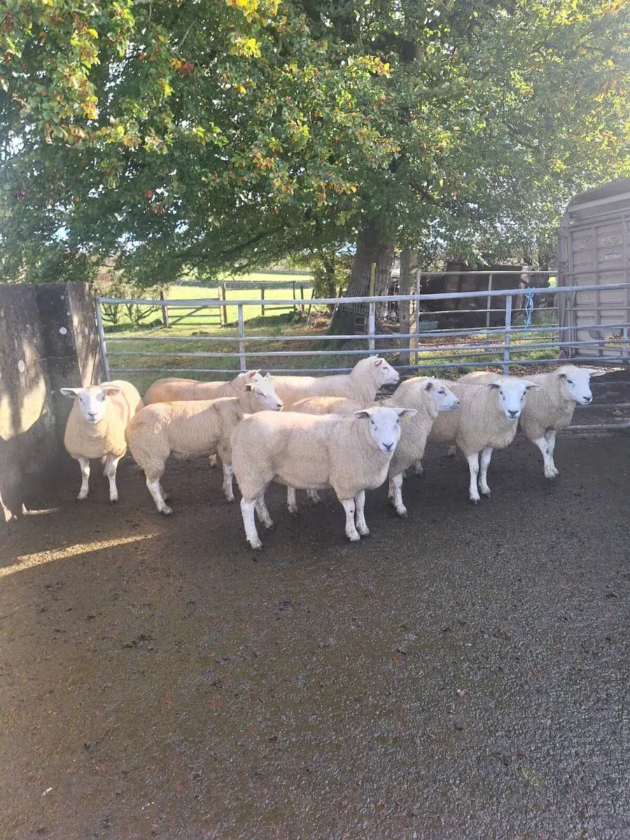 Texel hoggets - Image 1