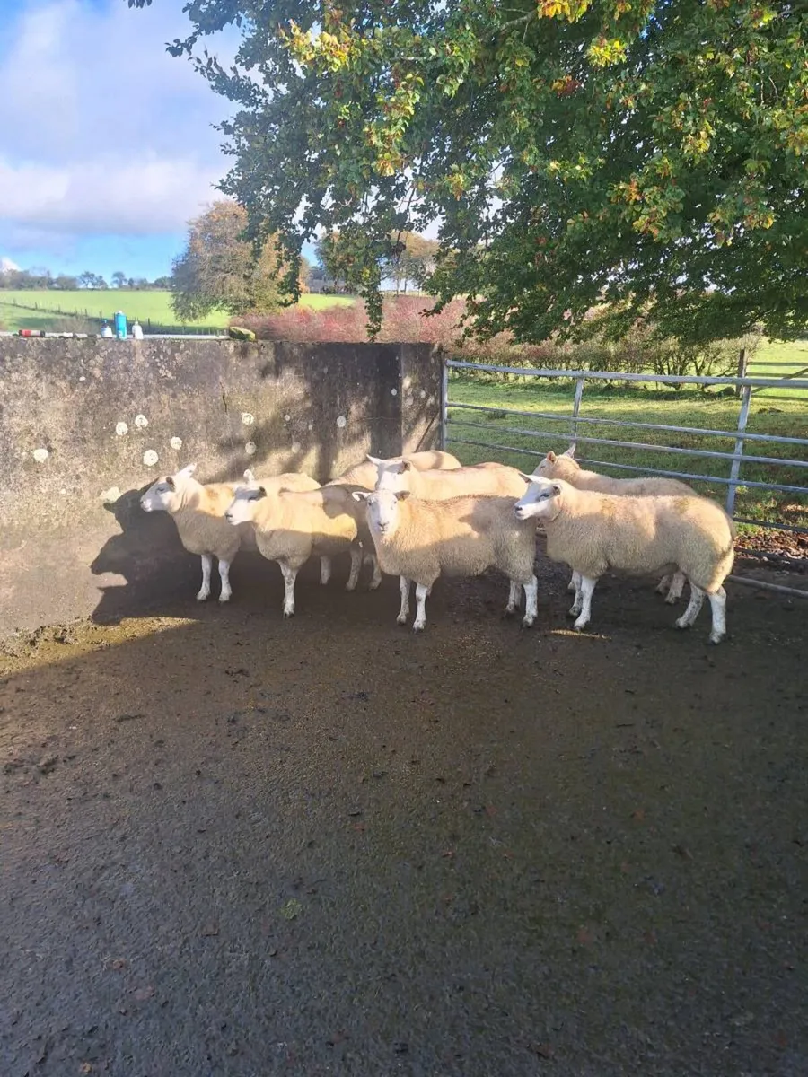 Texel hoggets - Image 2