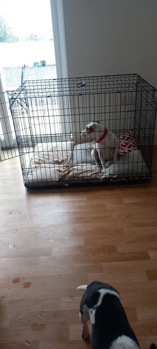 Large Dog Cage - Image 1