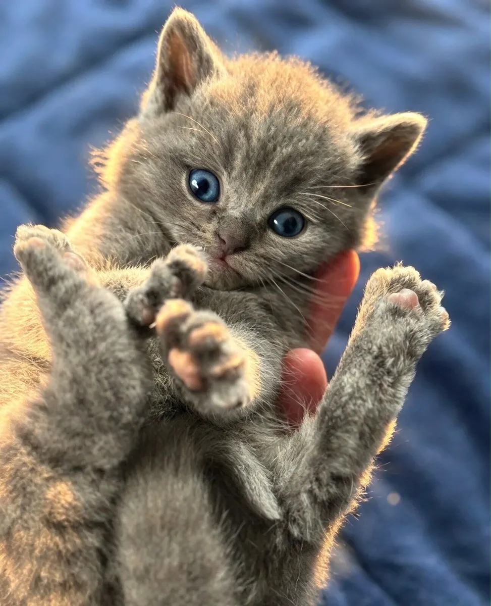 British Shorthairs - Image 1