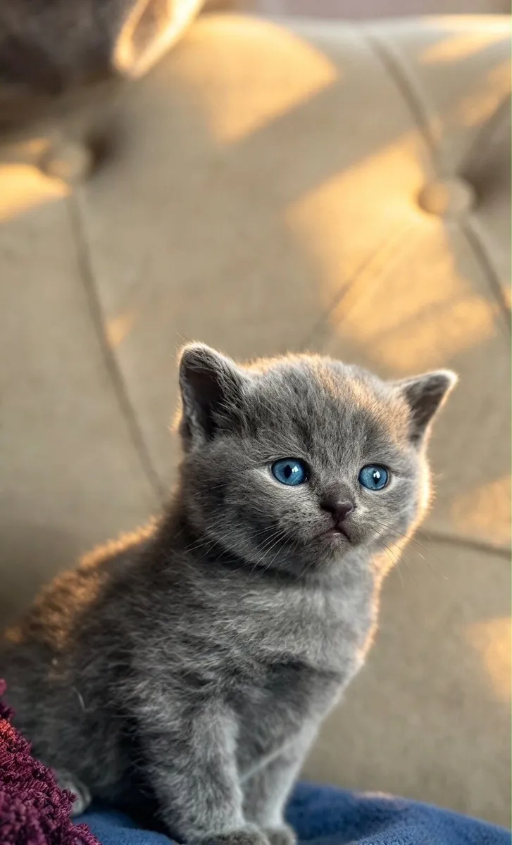 British Shorthairs - Image 3