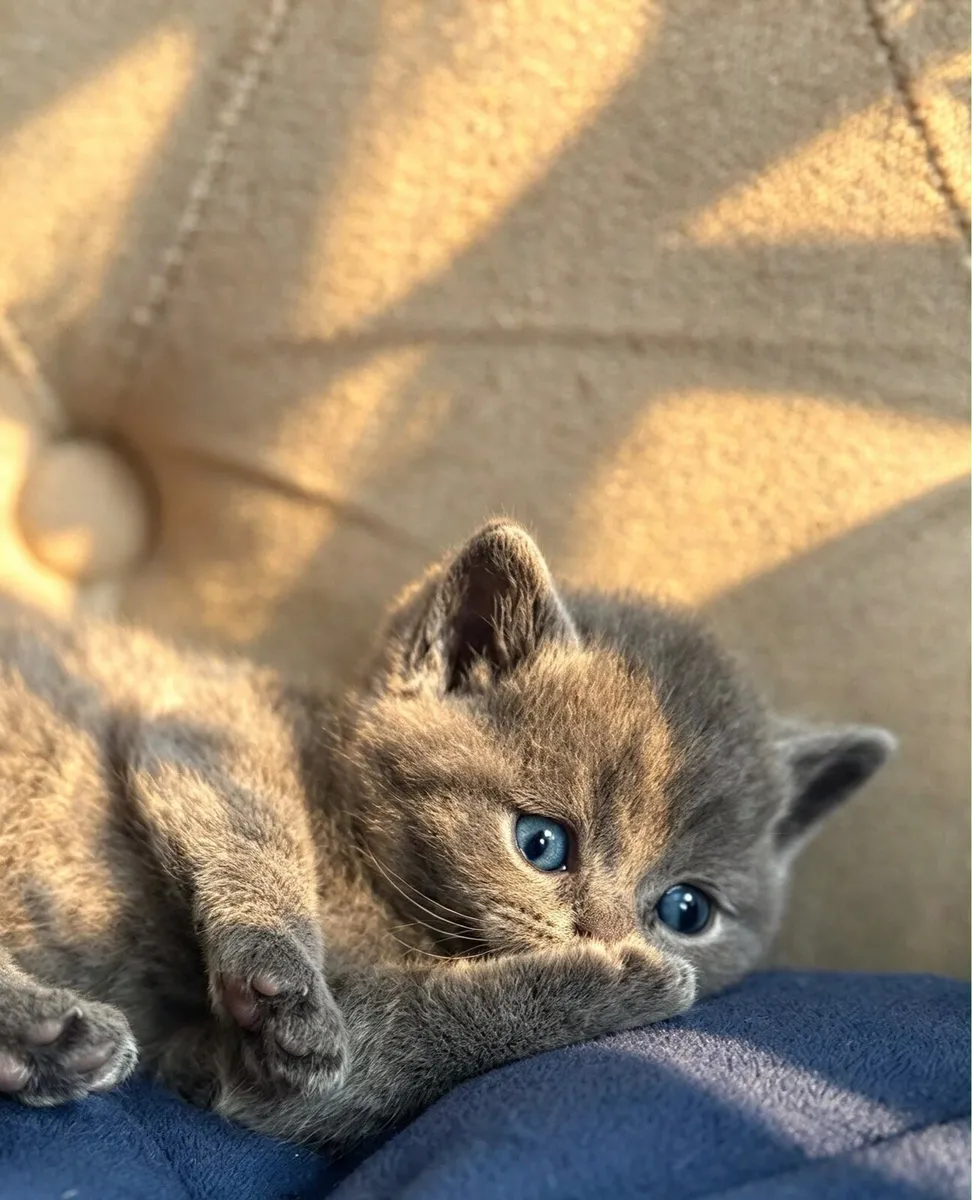 British Shorthairs - Image 4