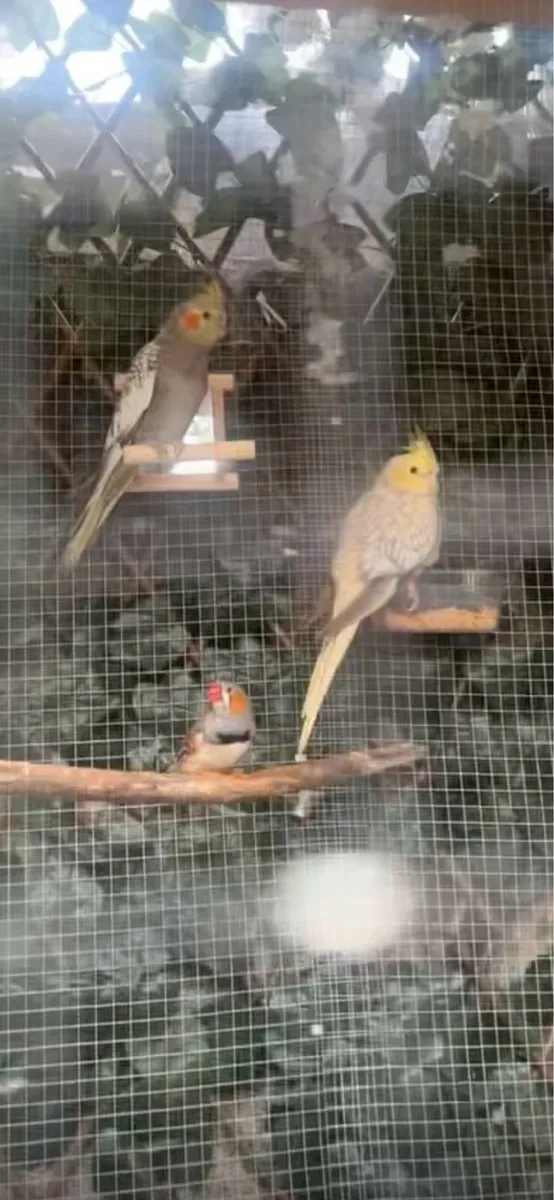 Breeding pair cockatiels - Image 1