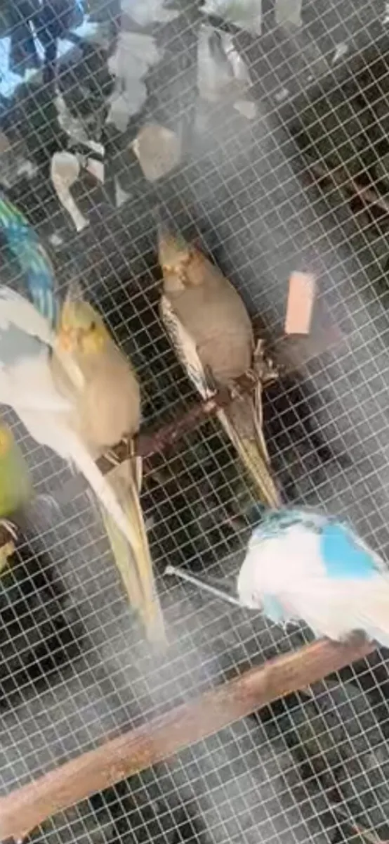 Breeding pair cockatiels - Image 2