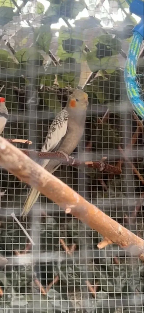 Breeding pair cockatiels - Image 3