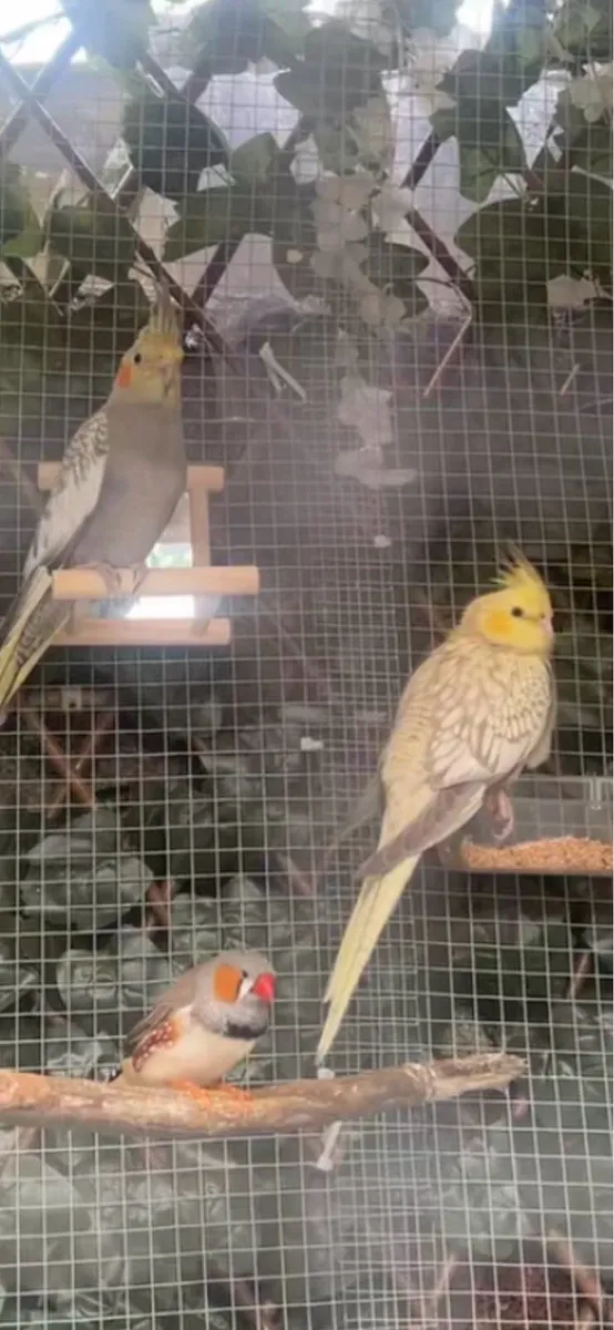 Breeding pair cockatiels - Image 4