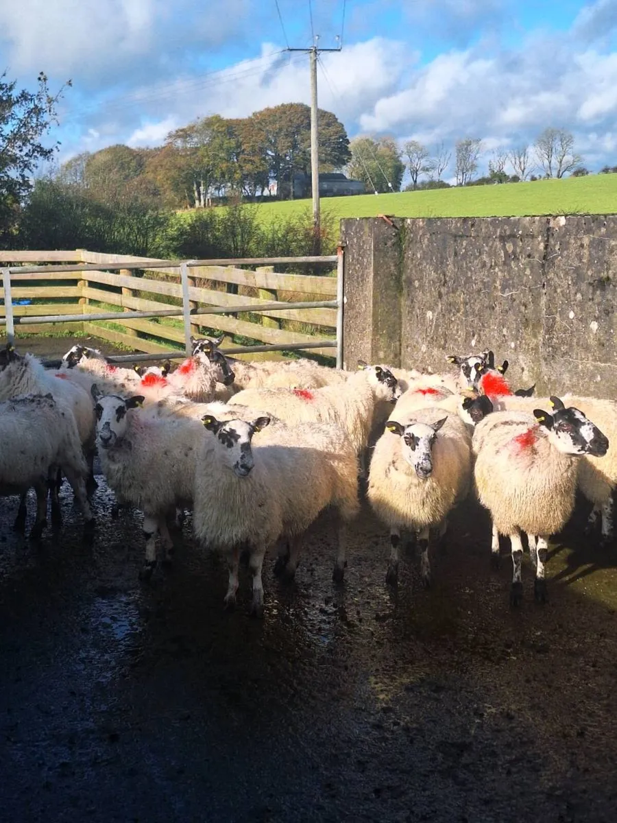 Mule hoggets - Image 3