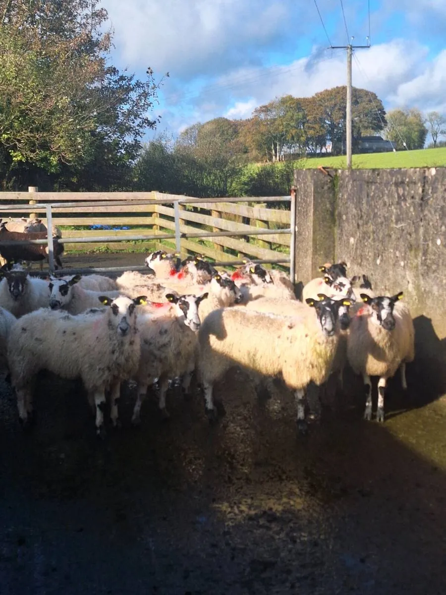 Mule hoggets - Image 1